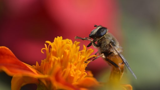 Eine Honigbiene sitzt auf einer orangefarbenen Blüte.