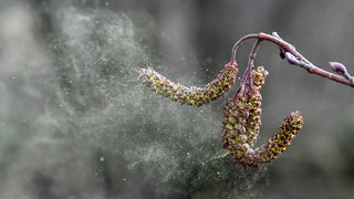 Pollen lösen sich von einer Erlen-Blüte.