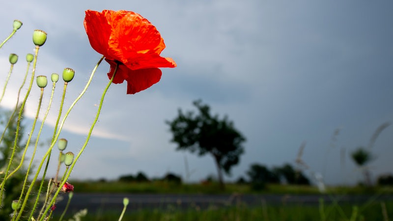 Dunkle Wolken ziehen nahe des Ortsteils Wilkenburg hinter blühendem Mohn, der am Rand einer Straße wächst, auf.