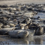 Viele Seehunde liegen an einem Strand.