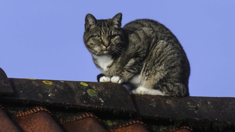 Eine Katze sitzt auf einem Dach