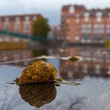 Regenwetter in Bremen an der Schlachte: Blätter liegen in einer Pfütze (Archivbild)