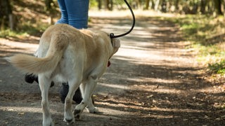 Ein angeleinter Hund ist mit seiner Besitzerin in einem Wald unterwegs