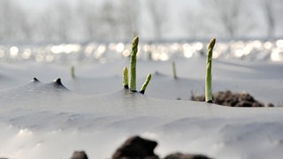 Grüner Spargel ist auf einem Feld durch eine Folie gewachsen (Archivbild)