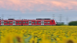 Eine Regionalbahn fährt an einem Sonnenblumenfeld entlang