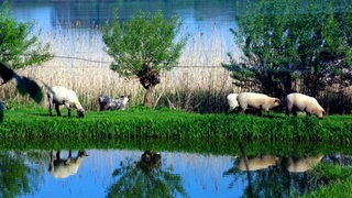 Schafe grasen am Ufes eines Sees bei Bad Segeberg