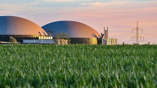 Hinter einem Maisfeld sind die Gäranlagen einer Biogasanlage zu sehen