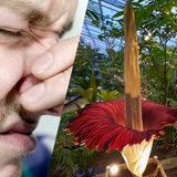 Collage zeigt einen Menschen, der sich die Nase zuhält, die gewaltige Blüte eines Titanenwurz und Achselschweiß am T-Shirt
