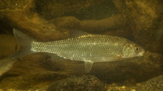 Ein Hasel schwimmt im Wasser (Archivbild)