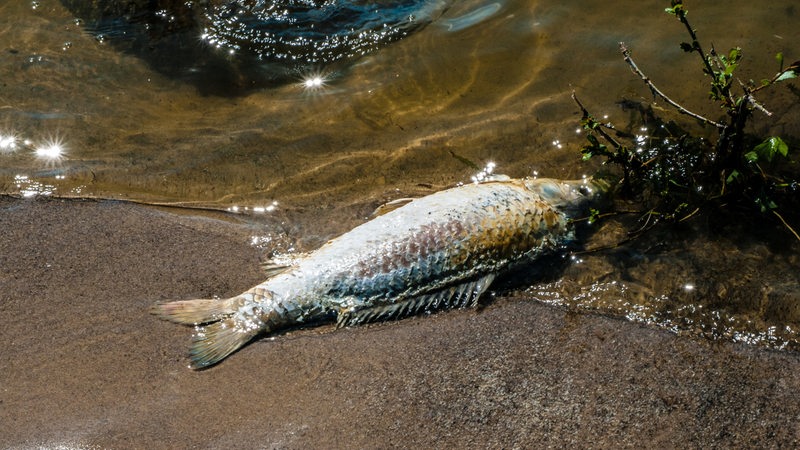 Ein toter Fisch liegt am Ufer der Weser (Archivbild)