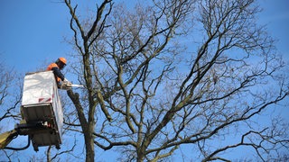 Baumfällarbeiten im Bremer Bürgerpark (Archivbild)