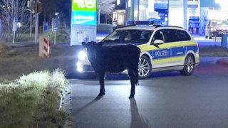 Eine Kuh steht vor einem Polizeiauto.
