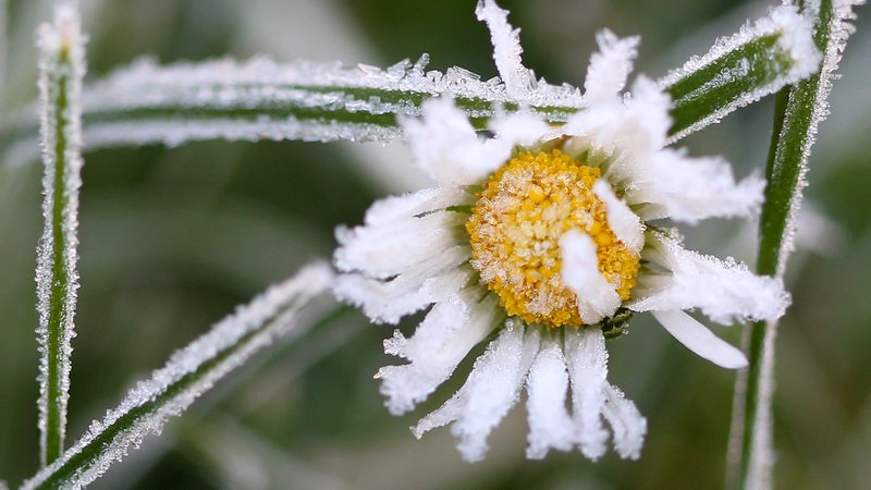 Ein Gänseblümchen ist über Nacht gefroren, so dass es am Morgen mit Raureif überzogen ist (Symbolbild)
