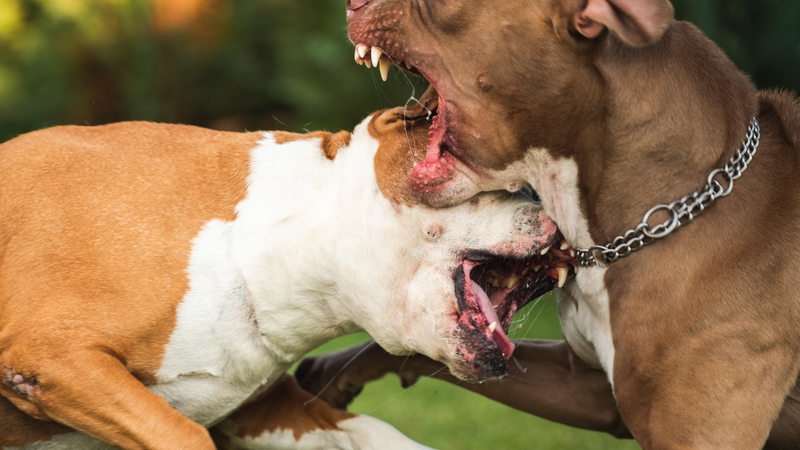 Zwei Pitbull-Terrier kämpfen miteinander