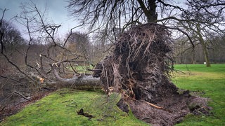 Ein entwurzelter Baum auf grünem Rasen.