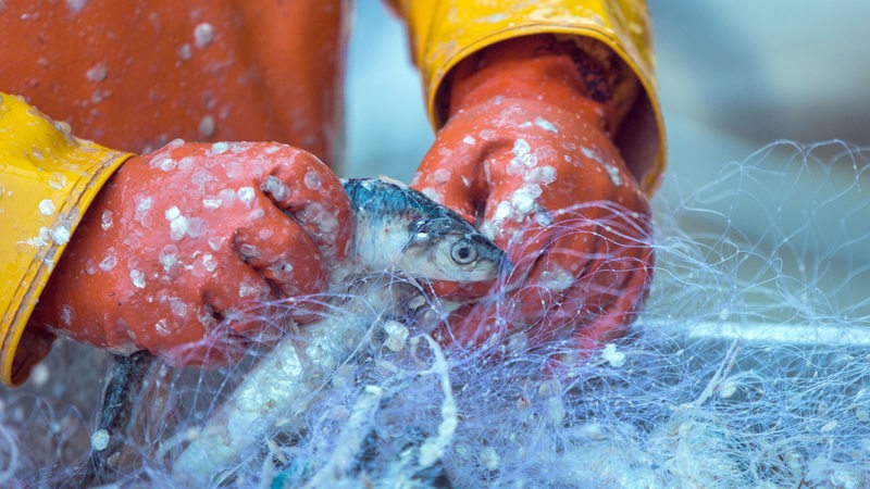 Zwei Hände schneiden einen Fisch aus dem Fangnetz.
