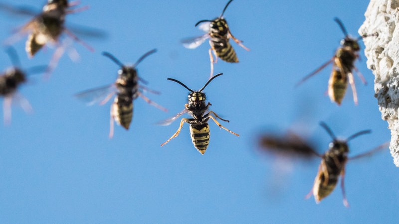 Sind Die Wespen In Diesem Jahr Aggressiver Buten Un Binnen