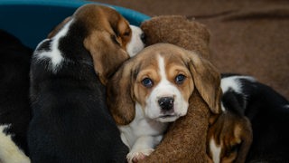 Beagle Welpen ruhen sich nach ihrer Rettung im Tierheim aus