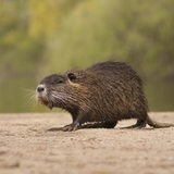 Ein Nutria.