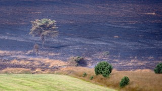 Eine verbrannte Moorfläche mit einem Baum und einigen Büschen