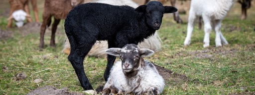 Eine bunte Schaffamilie auf der Dreptefarm