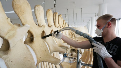 Jemand saugt das Skelett eines Pottwals im Deutschen Schifffahrtsmuseum ab.