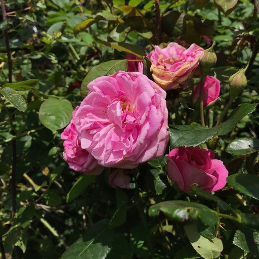 Eine pinke Rose blüht in einem Garten