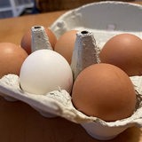 Ein Eierkarton mit braunen und einem weißen Ei