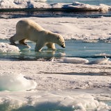 Ein Eisbär geht von einer Eisscholle ins Wasser.