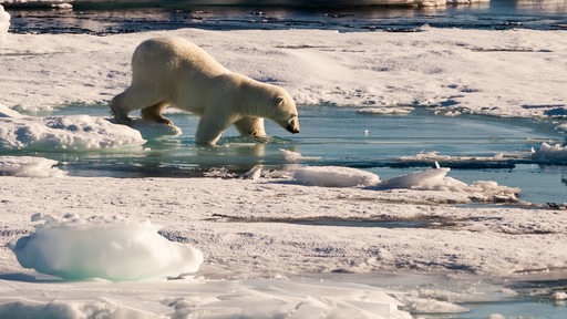 Ein Eisbär geht von einer Eisscholle ins Wasser.