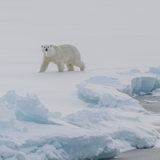 Junger Eisbär auf dem Eis.
