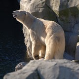 Ein eisbär steht am Wasser auf einem Felsen.