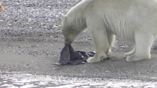 Ein Eisbär hat eine Plastiktüte im Maul.