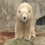 Ein Eisbär in einem Zoo.