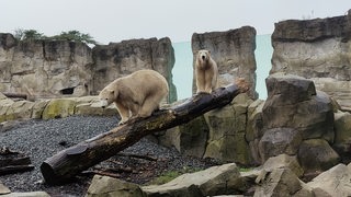 Zwei Eisbären sitzen auf einem Stamm.