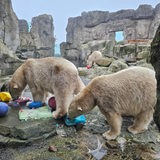 Blick in das Eisbären-Gehege im Zoo am Meer in Bremerhaven während einer Fütterung.