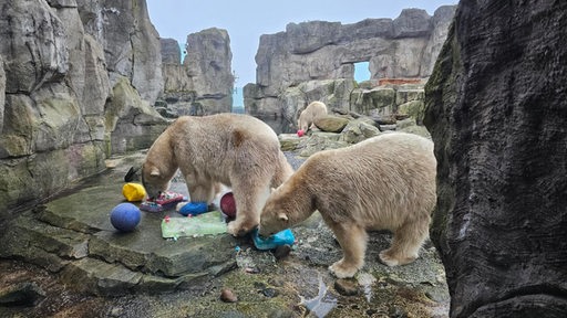 Blick in das Eisbären-Gehege im Zoo am Meer in Bremerhaven während einer Fütterung.
