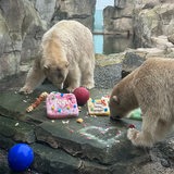 Zwei Eisbären in einem Gehege fressen.