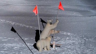 Eisbären auf einer Scholle in der Arktis