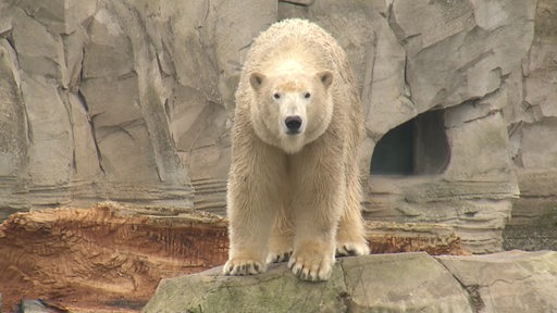 Ein Eisbär im Zoo in Bremerhaven. 