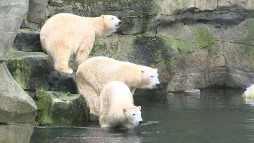 Drei Eisbären aus dem Zoo in Bremerhaven stehen auf Felsen und wollen ins Wasser gehen. 