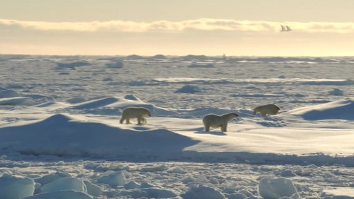 Mehrere Eisbären auf einer Eisfläche in der Arktis.