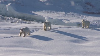 Drei Eisbären, die hintereinander laufen, in der Arktis. 