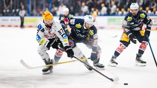 Eishockey-Spieler der Fischtown Pinguins und der Eisbären Berlin kämpfen mit vollem Einsatz um den Puck.