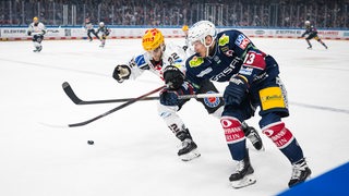 Eishockey-Spieler der Fischtown Pinguins im Zweikampf mit einem Spieler der Eisbären Berlin.