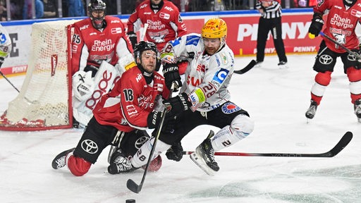 Ein Eishockey-Spieler der Fischtown Pinguins im verbissenen Zweikampf mit einem Spieler der Kölner Haie.