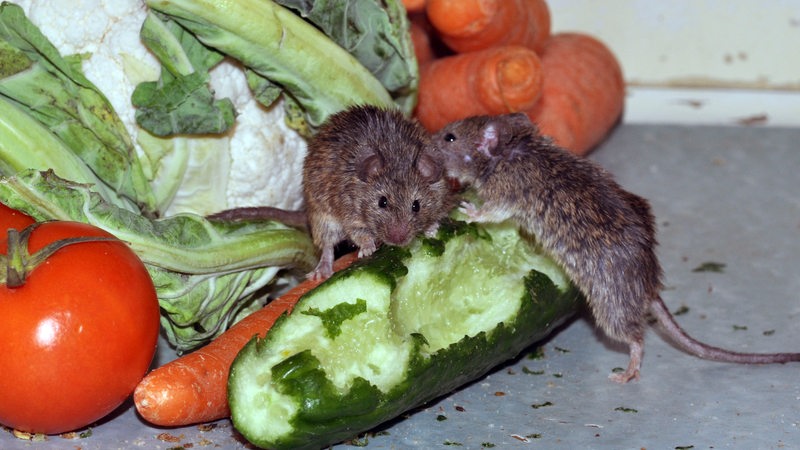 Zwei Mäuse knabbern an Gemüse in einer Küche.
