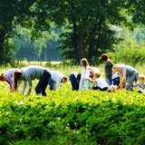 Familien pflücken Erbeeren auf dem Hof Kaemena
