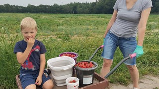 Ein Junge sitzt auf einer Schubkarre, isst Erdbeeren aus Eimern und wird von einer Frau geschoben.