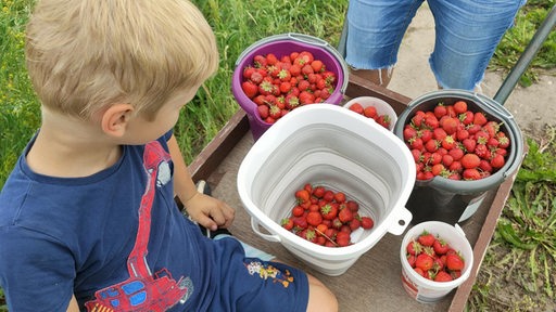 Ein Junge sitzt neben Behältern mit Erdbeeren auf einer Schubkarre.